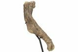 Hadrosaur (Brachylophosaurus?) Left Humerus w/ Bite Marks #227793-3